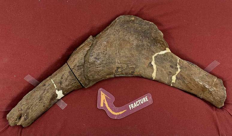 um osso f&oacute;ssil em forma de bumerangue com a fratura marcada