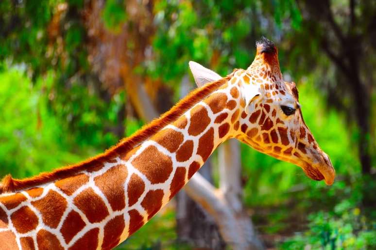 As girafas t&ecirc;m manchas &uacute;nicas que funcionam como uma impress&atilde;o digital 