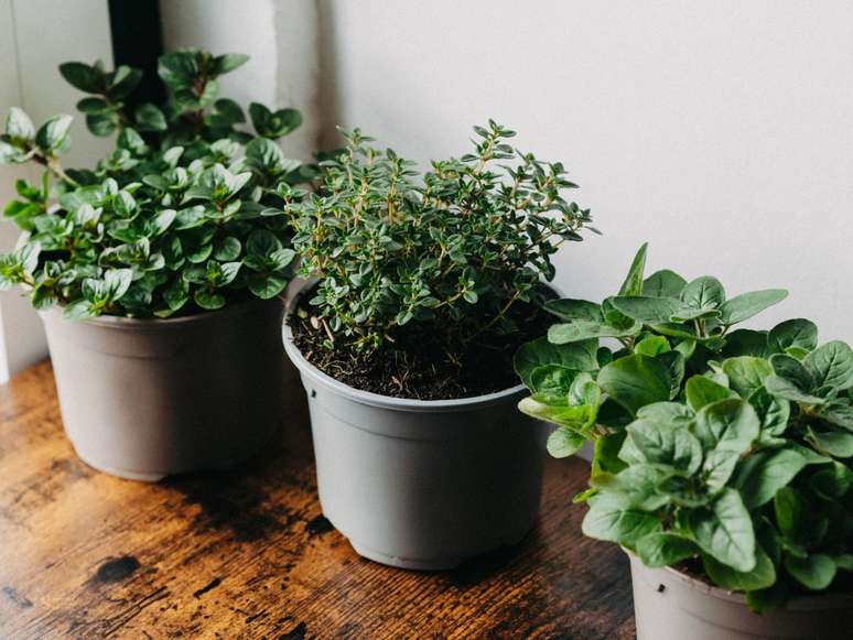 Neither rosemary nor mint: the easy aromatic herb –a -a -cultivation that is good for the health of the heart