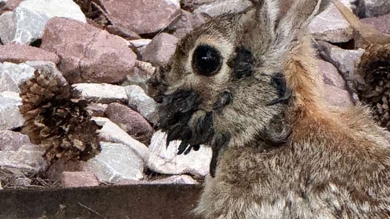 Vírus que gera "tentáculos" na cabeças de coelhos não é transmissível para outros animais, nem para humanos