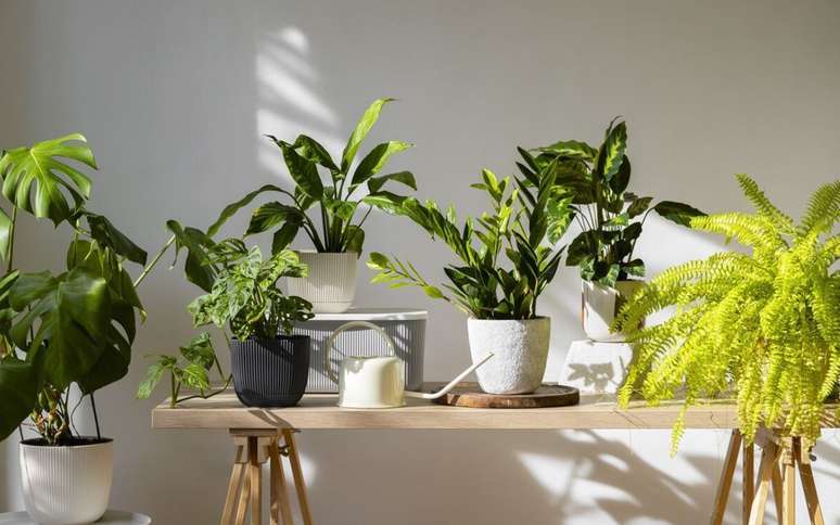 Internal plants with greater longevity: they are those that can live more than ten years