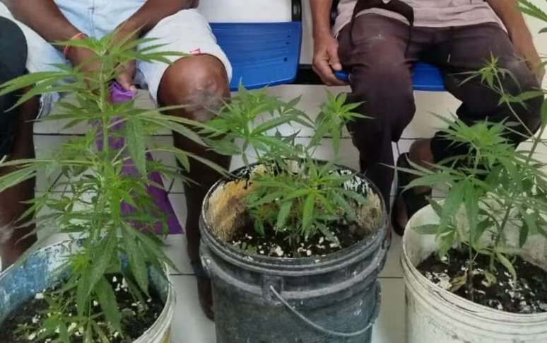 Atualmente, a Lei Antidrogas proíbe em todo o território nacional o plantio de maconha