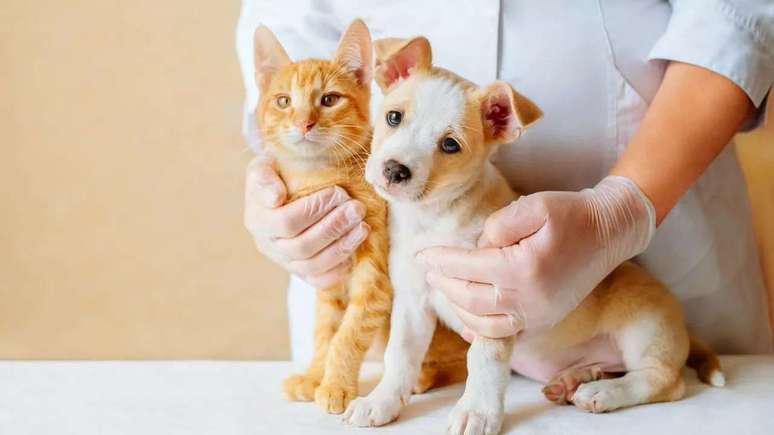 Do dogs and cats feel our emotions? What experts and spirituality say