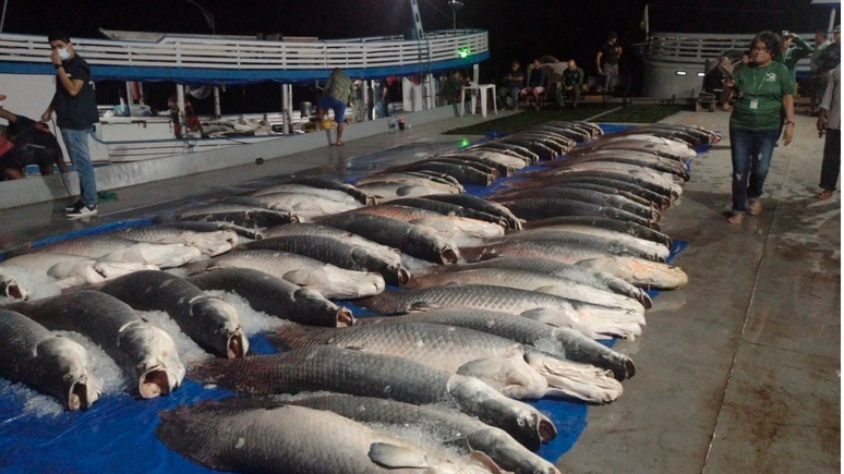 Opera&ccedil;&atilde;o no Amazonas apreende toneladas de pescado ilegal na regi&atilde;o do M&eacute;dio Solim&otilde;es, a 360km da capital. Dentre eles estava o pirarucu
