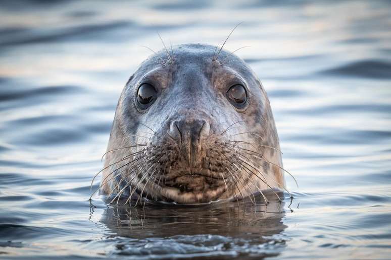 Os bigodes das focas extremamente sens&iacute;veis, ajudando-as na busca por alimentos 