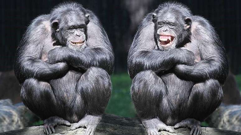 At least 65 species of animals emit laughter similar sounds when they play or when someone tickles them
