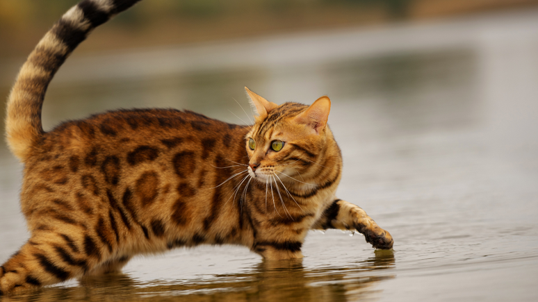 Dutch cities install the stairs in the channels to save cats