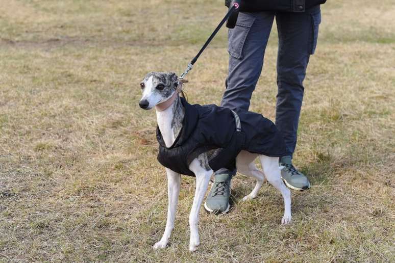 Since it has a short and thin coat, the dog journey needs extra protection on cold days 
