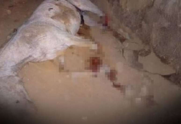 Luísa Mell, Paolla Oliveira e outros famosos cobram justiça para cavalo que teve patas mutiladas