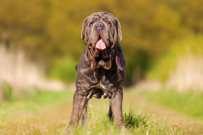 O mastim napolitano tem rugas em excesso por todo o corpo 