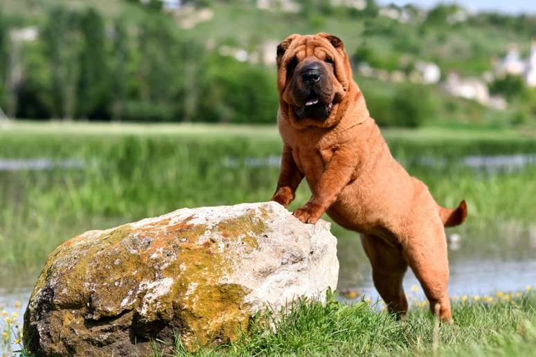O cachorro da ra&ccedil;a shar pei possui a pele enrugada desde filhote 