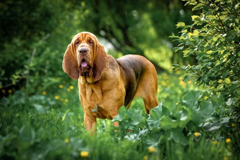 O cachorro bloodhound &eacute; conhecido principalmente devido a pele enrugada e faro apurado 