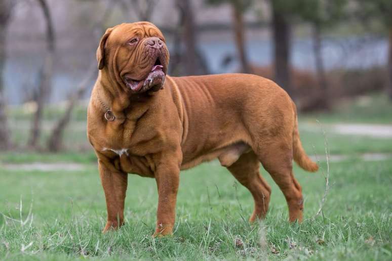 O dogue de bordeaux, al&eacute;m de d&oacute;cil e leal com a fam&iacute;lia, &eacute; um c&atilde;o de guarda nato 