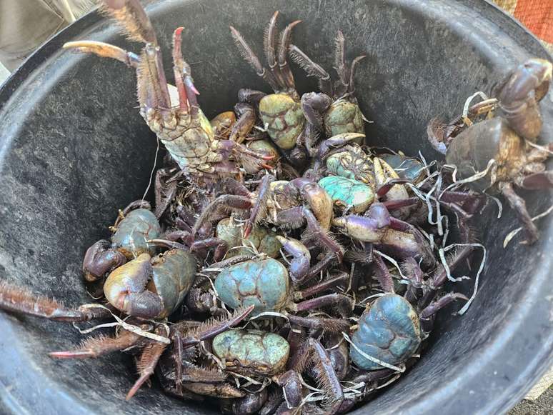 Animais que sofriam maus-tratos foram apreendidos pelo Ibama