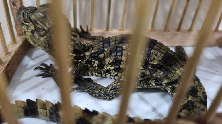 Animais que sofriam maus-tratos foram apreendidos pelo Ibama