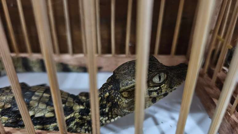 Filhote de jacar&eacute; ser&aacute; solto na natureza pelo Ibama ap&oacute;s apreens&atilde;o