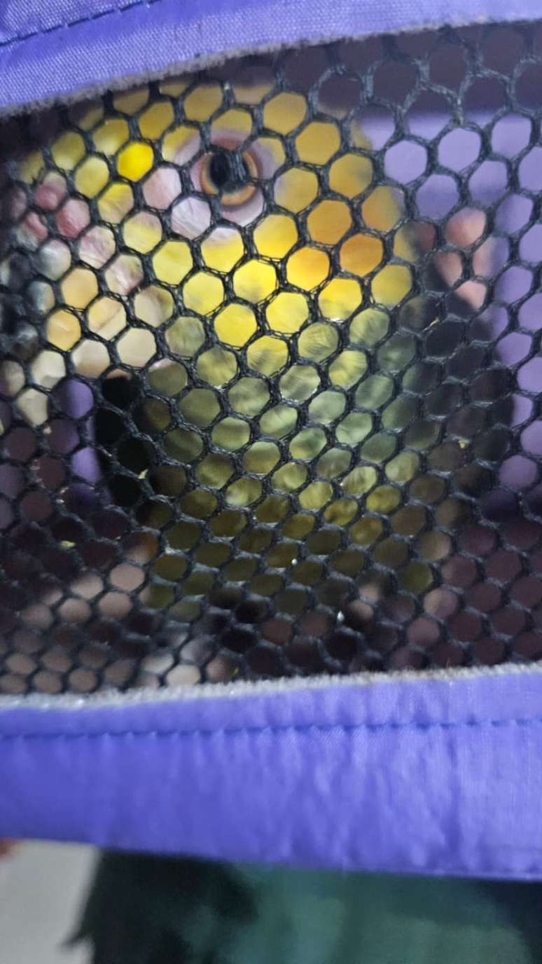 Animais que sofriam maus-tratos foram apreendidos pelo Ibama