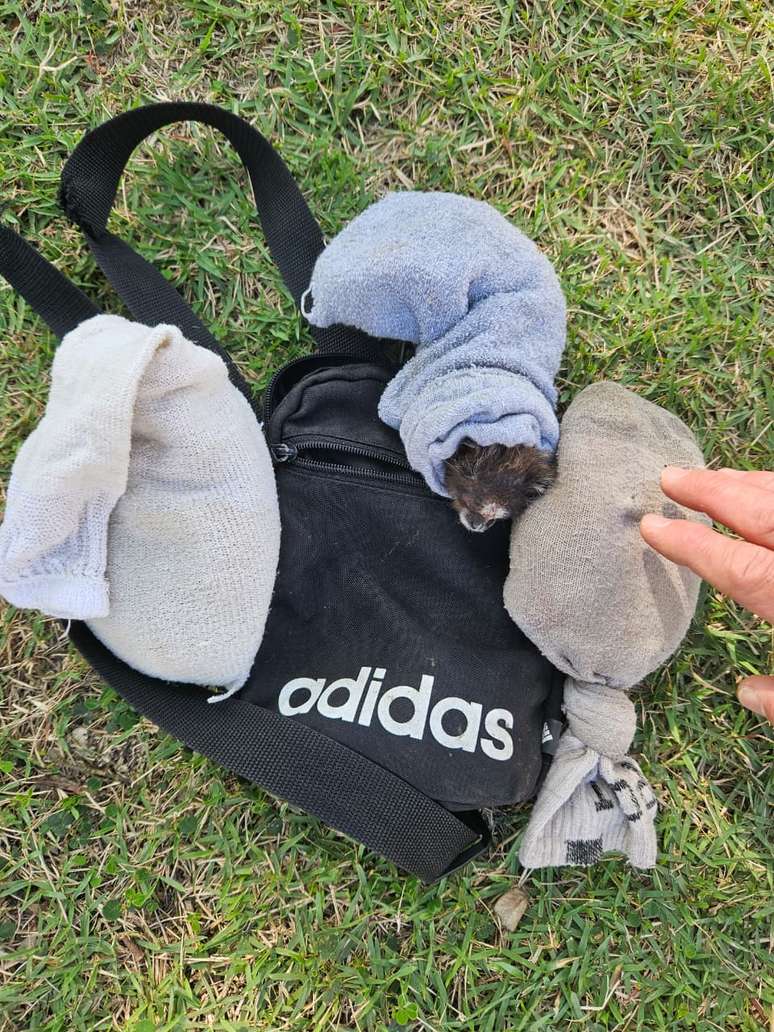 Saguis foram apreendidos pelo Ibama dentro de meias, em bolsas