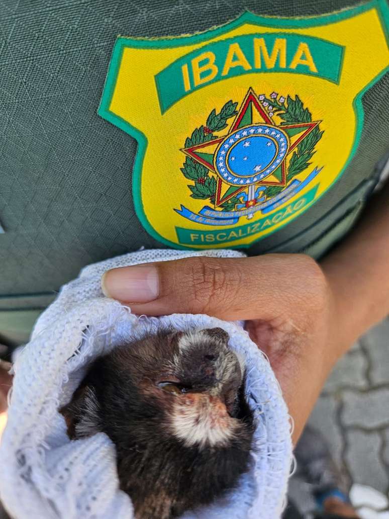 Saguis foram apreendidos pelo Ibama dentro de meias, em bolsas