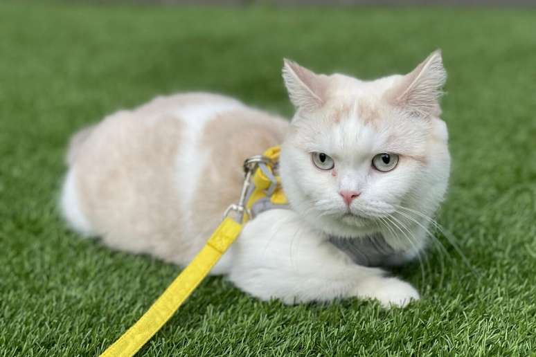 A ra&ccedil;a munchkin pode apresentar tanto pelagem curta quanto longa 