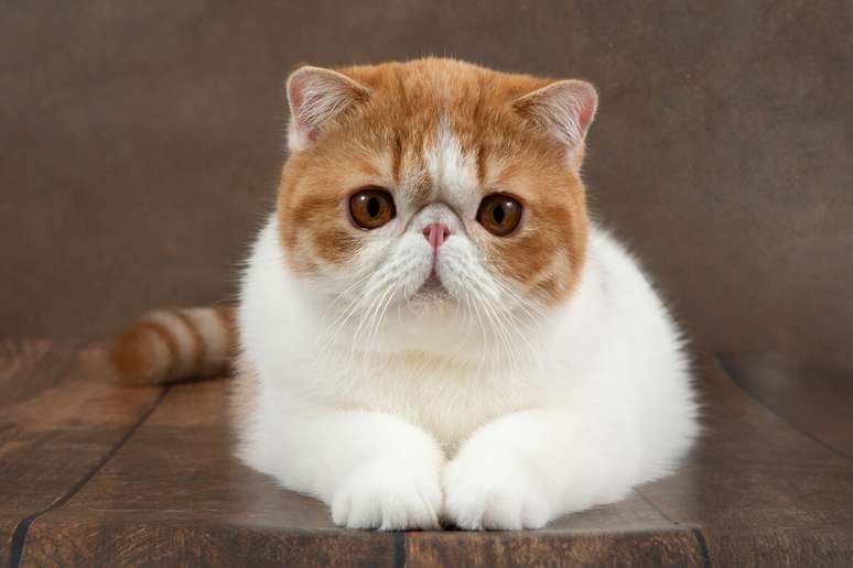8 races of cats with short muzzle