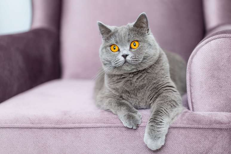 O gato da ra&ccedil;a british shorthair aprecia a companhia do tutor 
