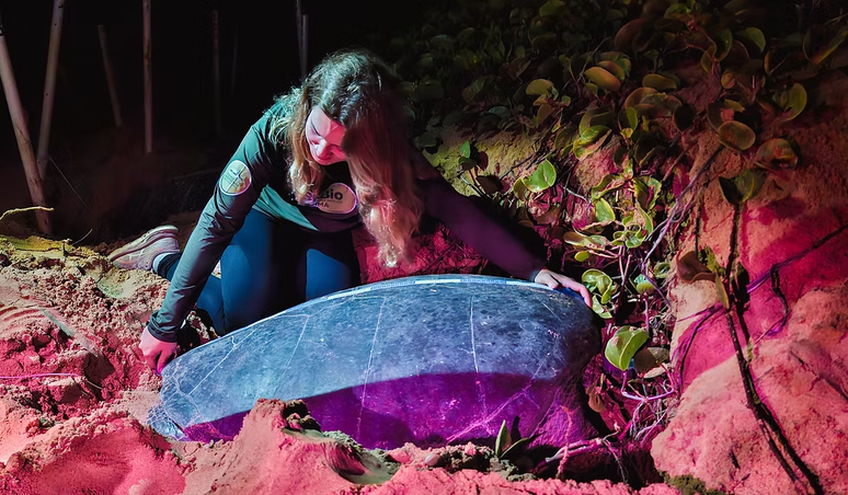 Monitoramento de tartaruga realizado pelo Centro Tamar, do Instituto Chico Mendes de Conservação da Biodiversidade (ICMBio), e pela Fundação Projeto Tamar, dentro do Programa de Monitoramento da Biodiversidade – Monitora – Tartaruga Marinha.