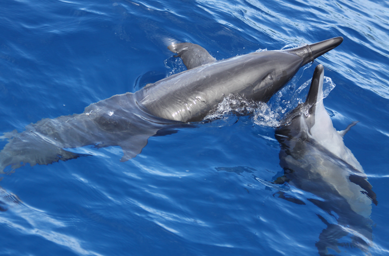 Projeto Golfinho Rotador, referência em conservação marinha em Noronha, que recebeu o Selo Ouro da Green Destinations Latinoamérica 2025