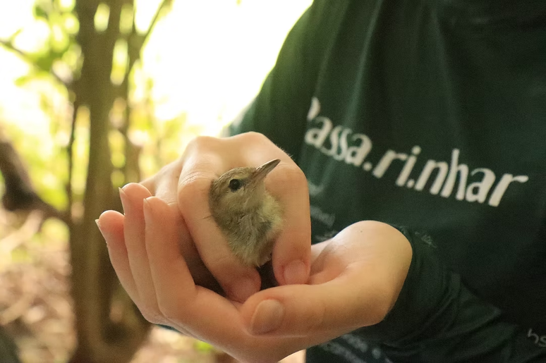 Projeto Aves de Noronha anilha dezenas de espécies com objetivo de obter informações sobre características das aves, como reprodução, idade e medidas corporais