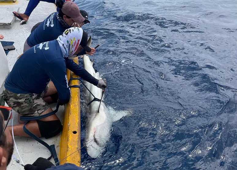 Projeto de pesquisa monitora Tubarões-tigre em tempo real em Fernando de Noronha com tecnologia de rastreamento avançada; objetivo é entender e garantir a segurança da espécie