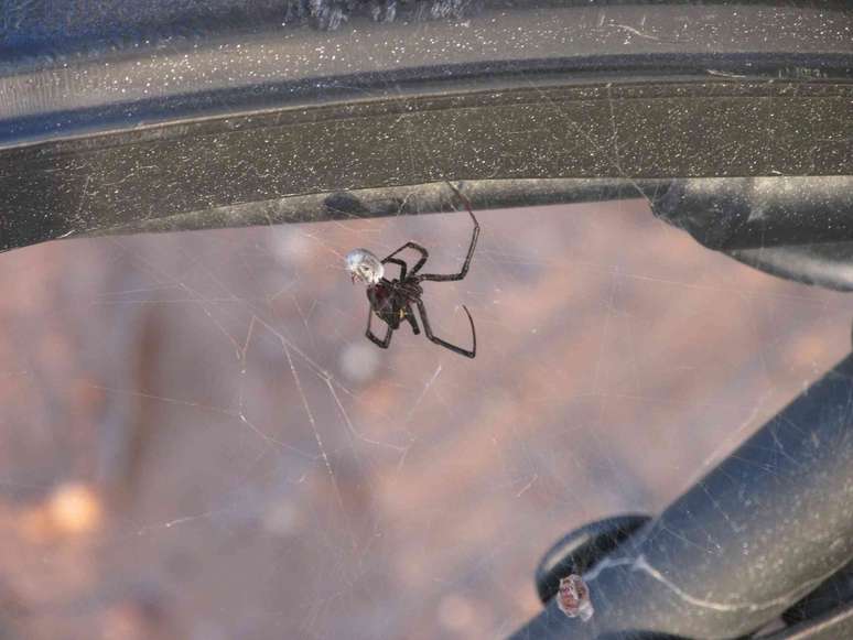 Imagem de uma aranha preta tecendo uma teia irregular