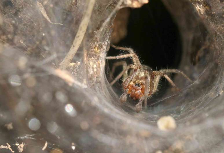 Uma aranha marrom-clara voltada para a c&acirc;mera, com uma teia em forma de funil ao seu redor