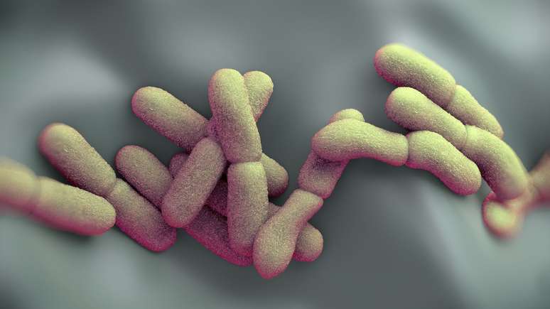 Peste é uma doença infeciosa causada pela bactéria Yersinia pestis