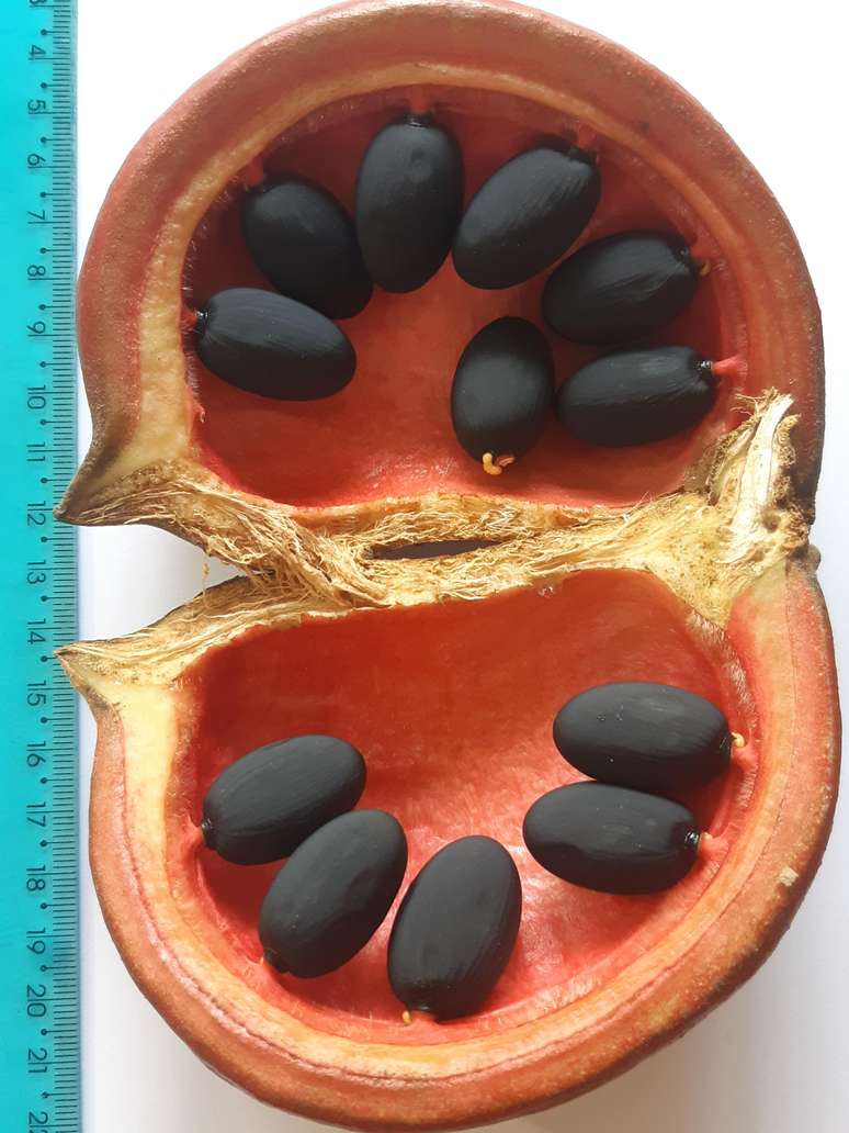 Foto de um chich&aacute; fedorento