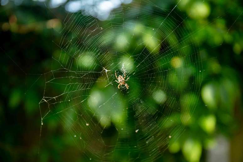 Uma aranha marrom clara no centro de sua teia orbicular com padr&atilde;o espiral
