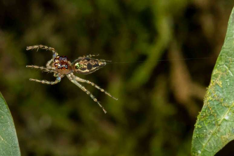 Uma aranha marrom com iridesc&ecirc;ncia verde no ar, presa a uma folha atr&aacute;s dela com um fino fio de seda