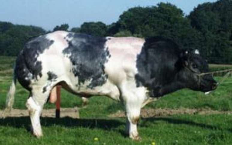 Gado Belga Azul é visto em pastagem