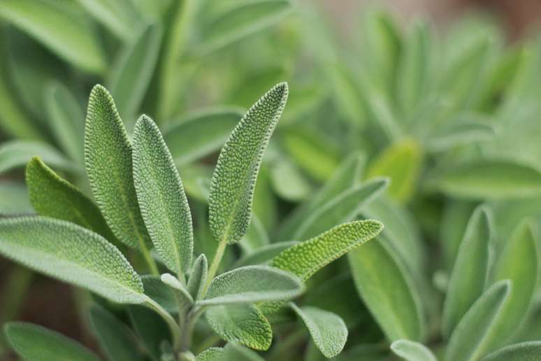 Many people have this plant in the courtyard, but they are not aware of its power: the turbine of the herbs their memory and reduces the heat waves