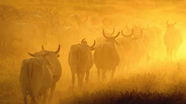 A ra&ccedil;a zebu se adaptou ao clima tropical, que prevalece na maior parte do territ&oacute;rio brasileiro