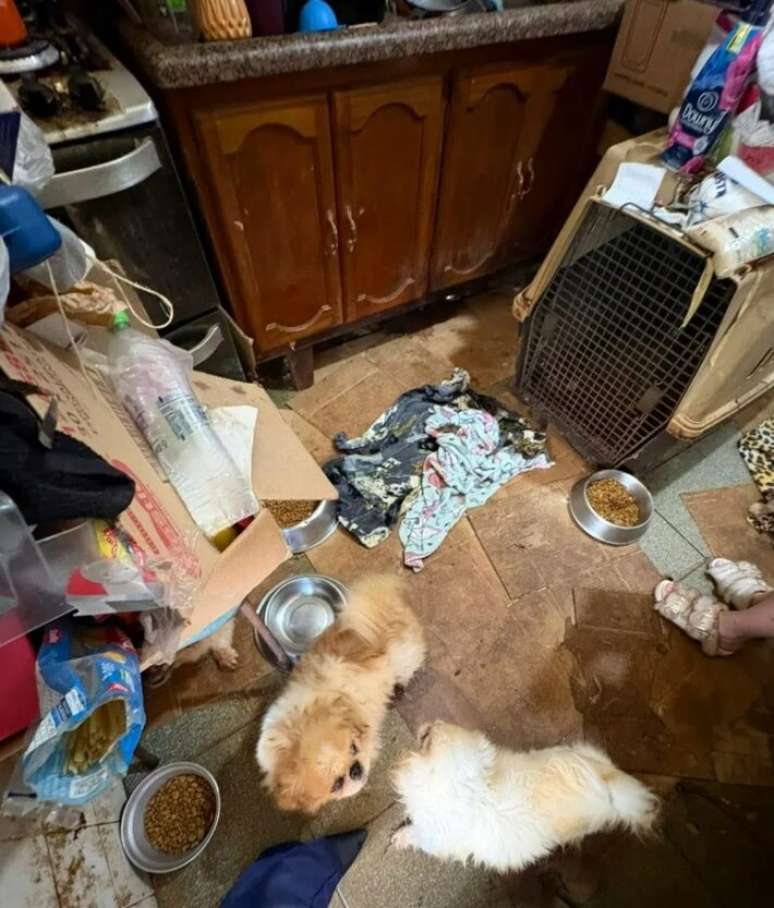 Porcos, gatos e c&atilde;es foram encontrados em um s&iacute;tio em Mairipor&atilde;.