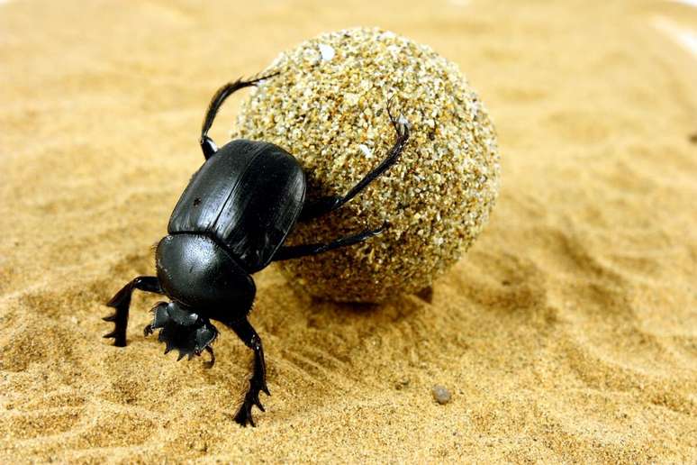 Escarate's behavior was associated with the movement of the sun Escarate's behavior was associated with the movement of the sun