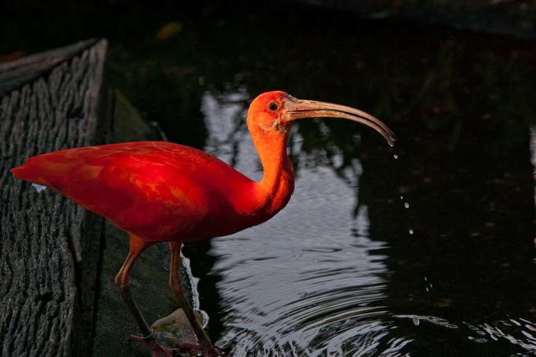 The priests created ibis in the nurseries and embalmed them after their death The priests created ibis in the nurseries and embalmed them after their death