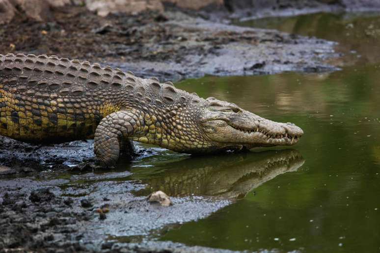 The crocodile was considered the representation of the god Sobek The crocodile was considered the representation of the god Sobek