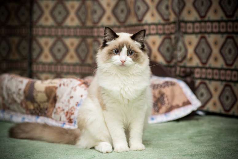7 animals that were considered sacred in Egypt