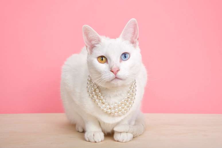 One of the best -revered animals in ancient Egypt, cats were seen as spiritual and physical guardians One of the best -revered animals in ancient Egypt, cats were seen as spiritual and physical guardians