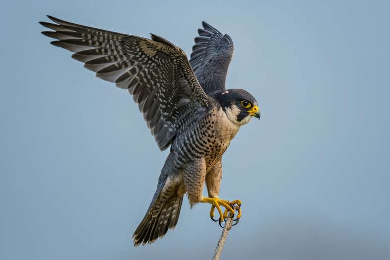 The hawk was considered the protector of the pharaoh The hawk was considered the protector of the pharaoh