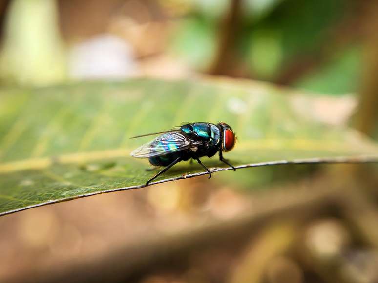 A mosca-bicheira do Novo Mundo é uma espécie de mosca parasita bem conhecida pela maneira como suas larvas comem tecidos vivos