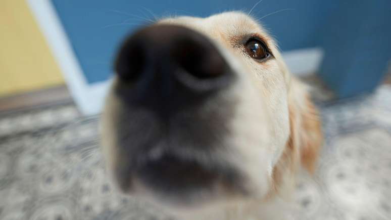 Os cachorros t&ecirc;m capacidade muito maior de perceber odores