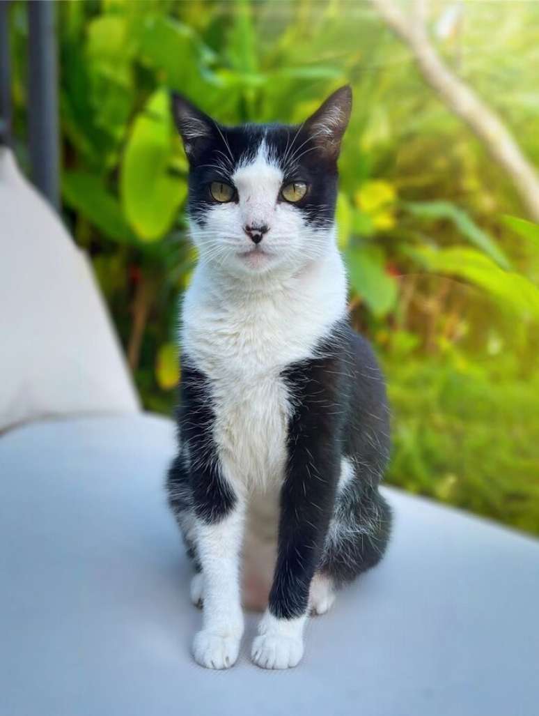 Marina Roy Barbosa's cat was lost from Saturday 23rd, in Rio de Janeiro Marina Roy Barbosa's cat was lost from Saturday 23rd, in Rio de Janeiro