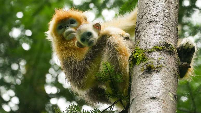 Atualmente, existem cerca de 1.600 macacos, e a expectativa &eacute; que esse n&uacute;mero continue a crescer